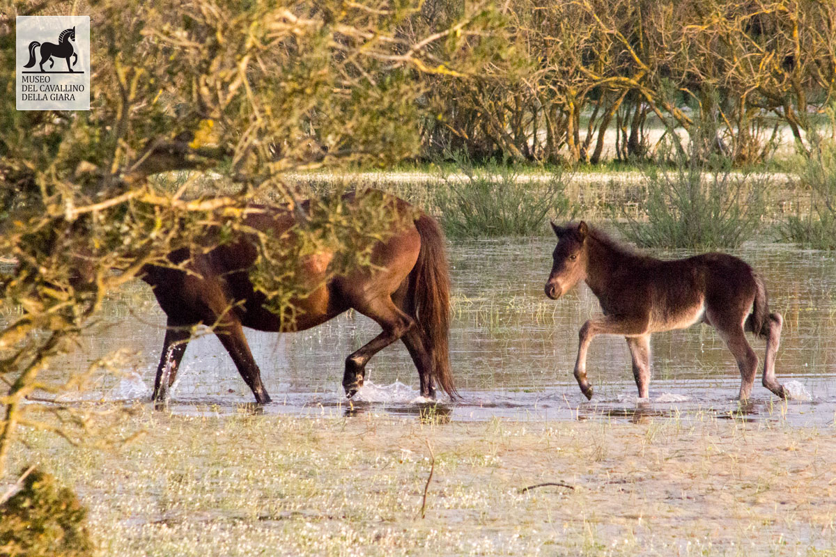 Cavalli al Parco della Giara
