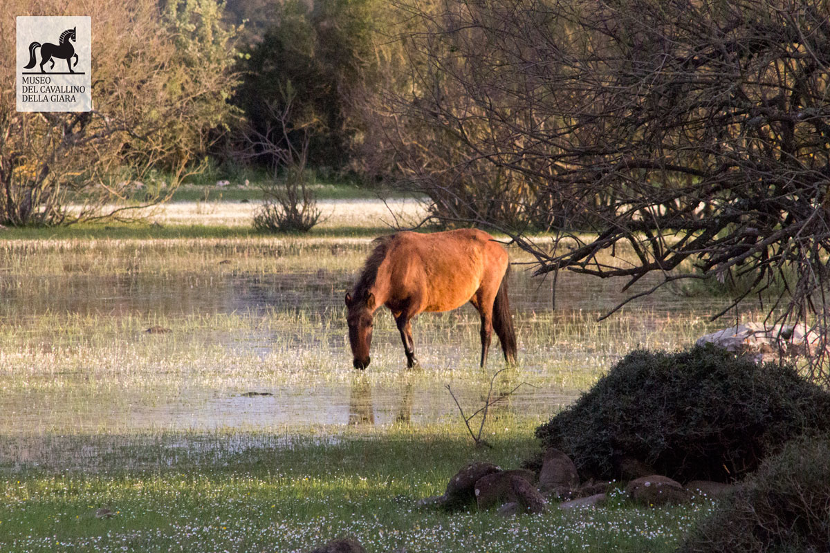 Cavallo al Parco della Giara